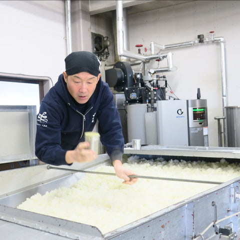 Making Koji at Matsuse Shuzo (Shiga)