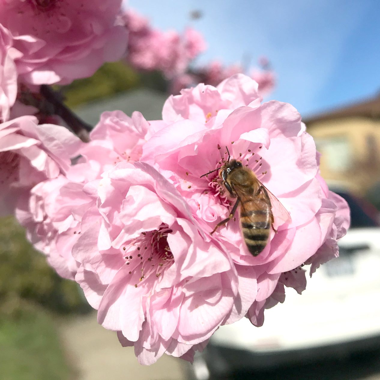 Bees + Blooms: Honey and Flower Derived Sake Yeast (October 2024