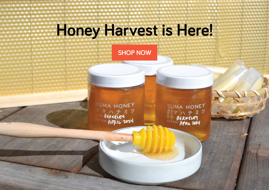 Kuma Honey jars in front of hive frame on wooden table. Honey dipper with honey in forefront of jars.