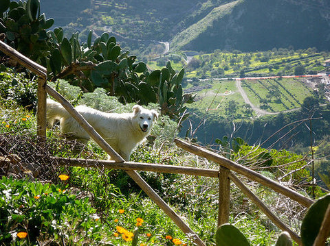 Skankynavia: Wintering in Sicily