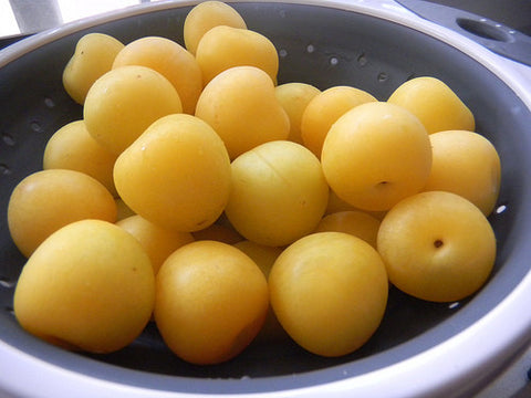 Battle ReCPY: The NYC Umeboshi Project