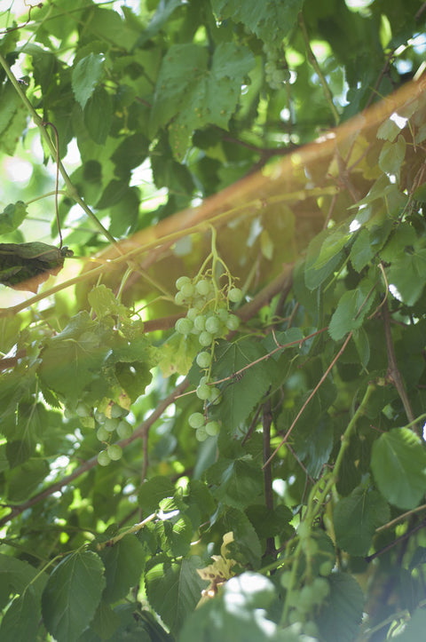 Culinography: Grapes in the City