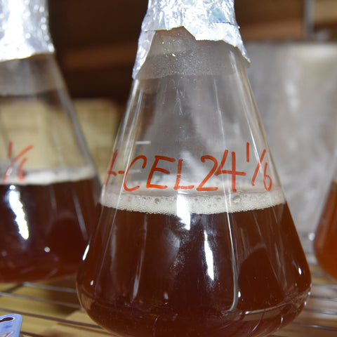 Happy New Yeast (January 2026)