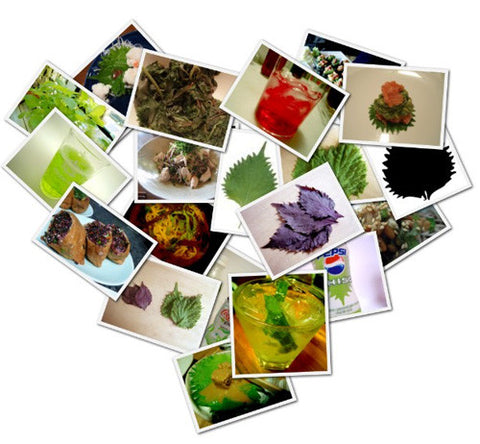 Japanify: Shiso Shout-Out