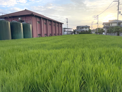 Heiwa "KID Agara" Junmai (BTL 720ml)