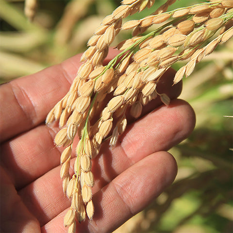 Uka Sake + Koda Farms: A Sake + Rice Tasting