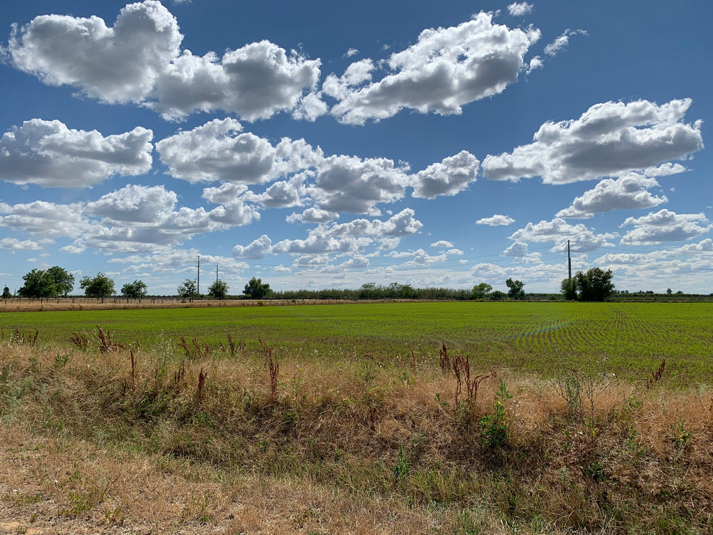 Luna Koshihikari Organic Rice - 5lbs – Umami Mart