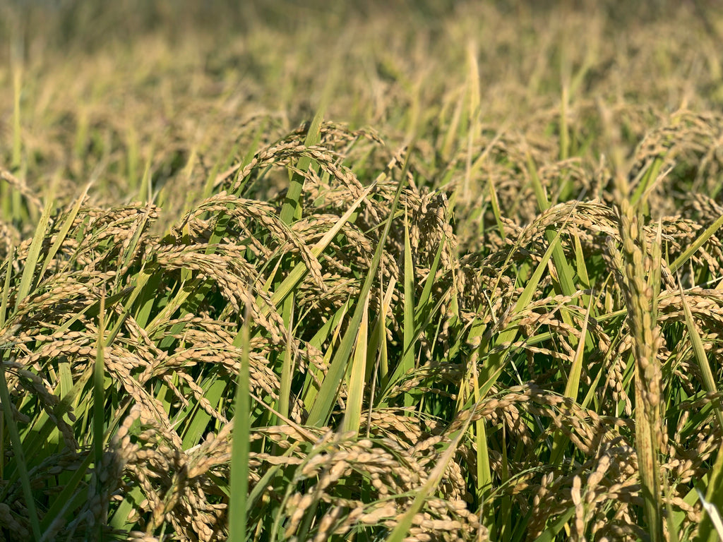 Luna Koshihikari Organic Rice - 5lbs – Umami Mart