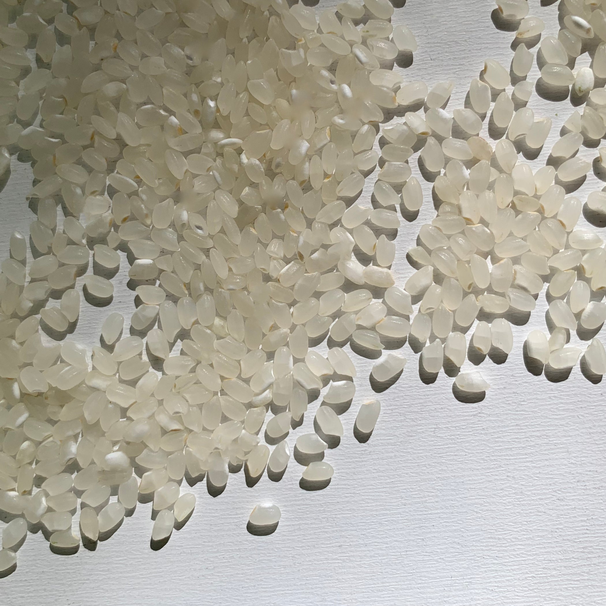 Luna Koshihikari Shinmai Organic Rice - 5lbs – Umami Mart