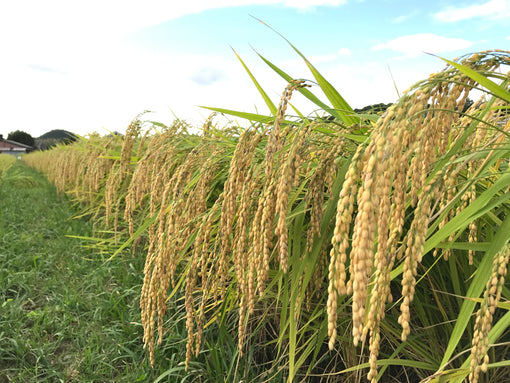 Experimentations in Koji with Kiuchi Brewery